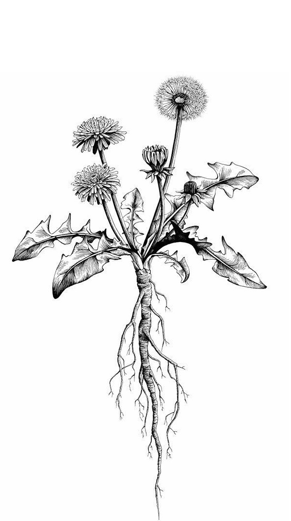 fondo dandelions